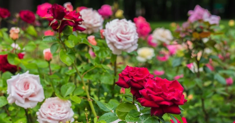 Цветы похожие на розы