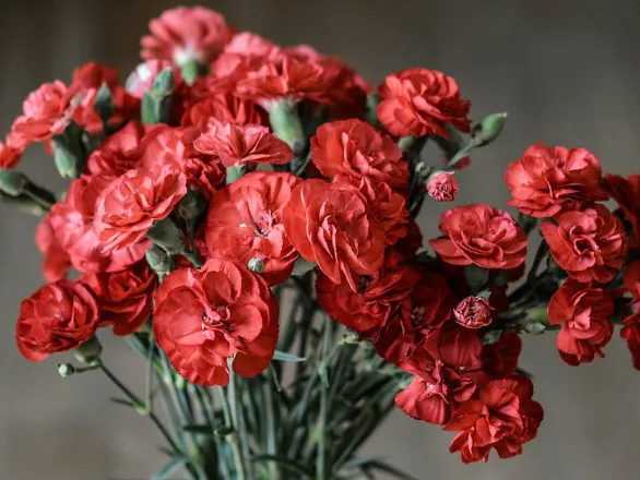 Интересно о гвоздиках