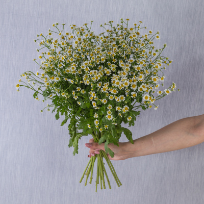 Букет из мелких кустовых ромашек танацетумов арт. 50581