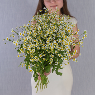 Букет из мелких кустовых ромашек танацетумов арт. 50581