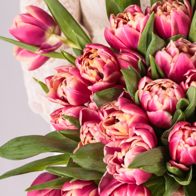 Тюльпаны пионовидные 51 шт. (красный) арт. 46174