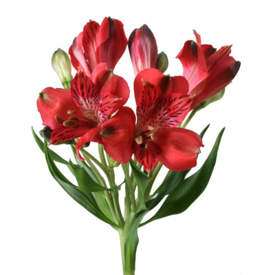 Альстромерия ПОШТУЧНО арт. 21