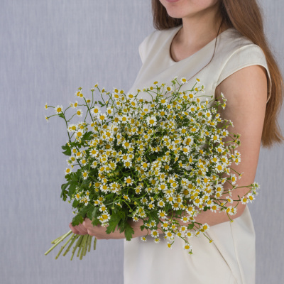 Букет из мелких кустовых ромашек танацетумов арт. 50581