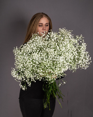 Гипсофила ПОШТУЧНО №843