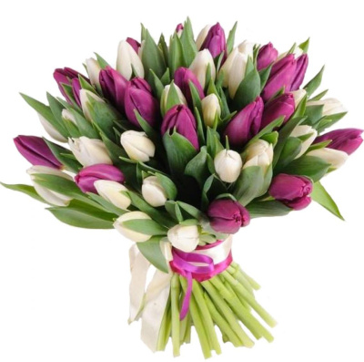Тюльпаны 51 шт. Фиолетово-белый МИКС арт. 7336