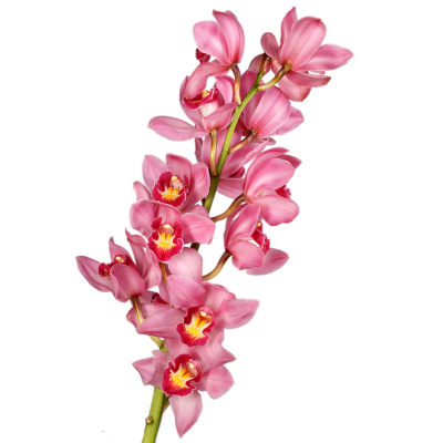 Орхидея Цимбидиум ветка