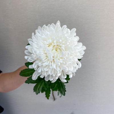 Хризантема одноголовая белая арт. 18