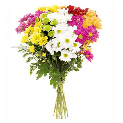 Хризантема кустовая МИКС ПОШТУЧНО арт. 19
