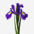 Ирис фиолетовый ПОШТУЧНО арт. 841