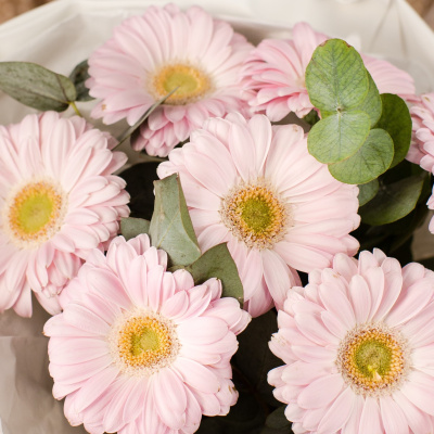 Букет из мини гербер с эвкалиптом арт. 50479