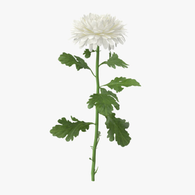 Хризантема одноголовая белая арт. 18